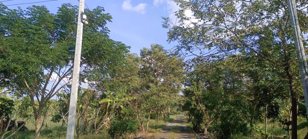 คาร์บอนเครดิตป่าไม้