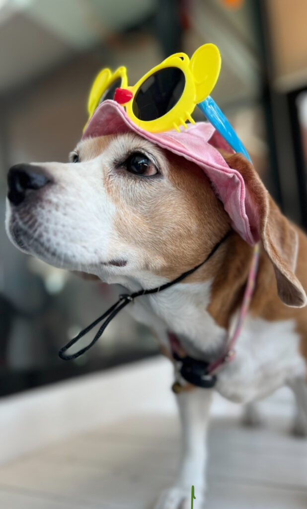 เมื่อหมารักต้องกลายเป็นหมาหลง (ทาง)