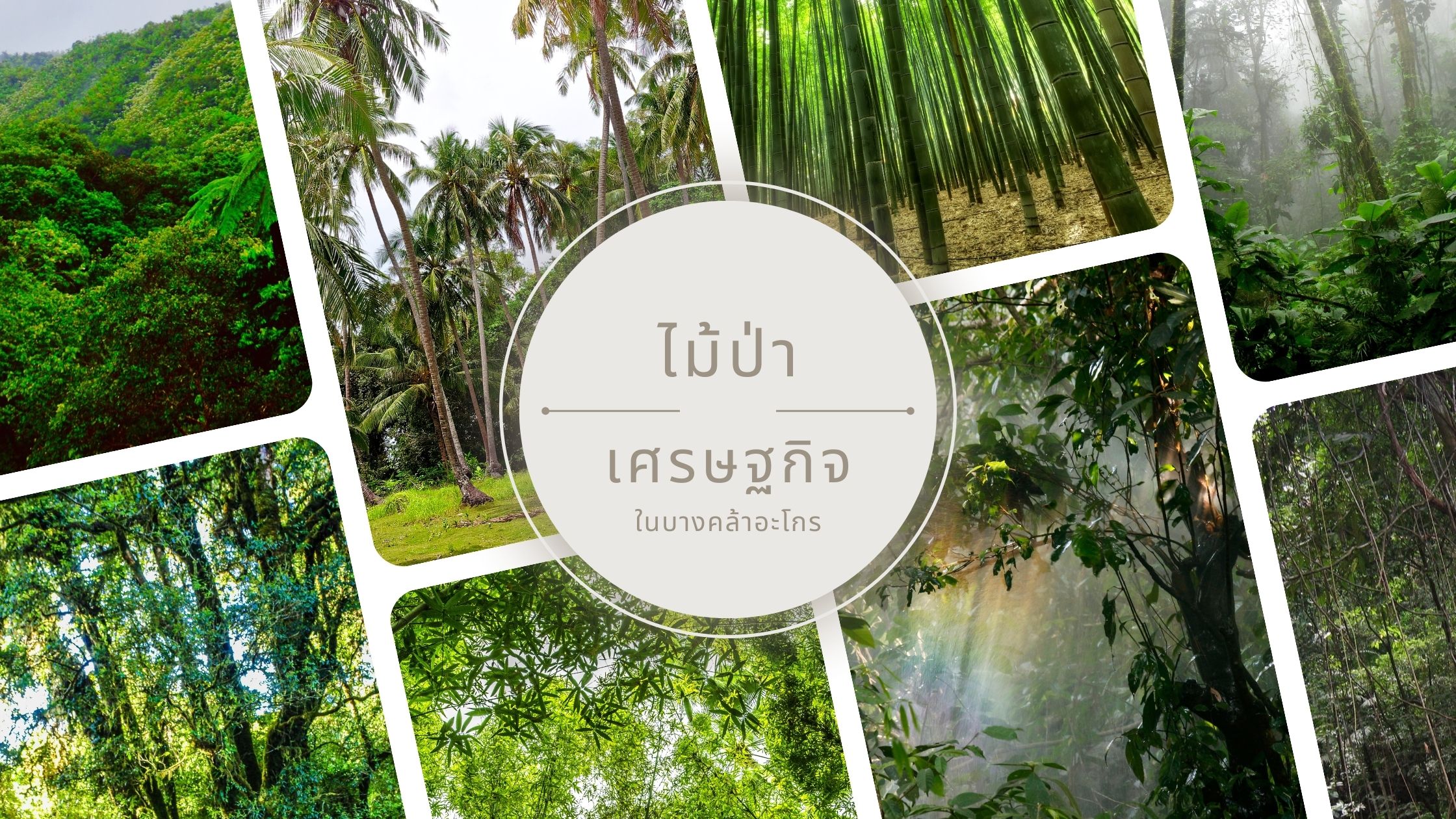 rainforest-banner01 rainforest-banner01