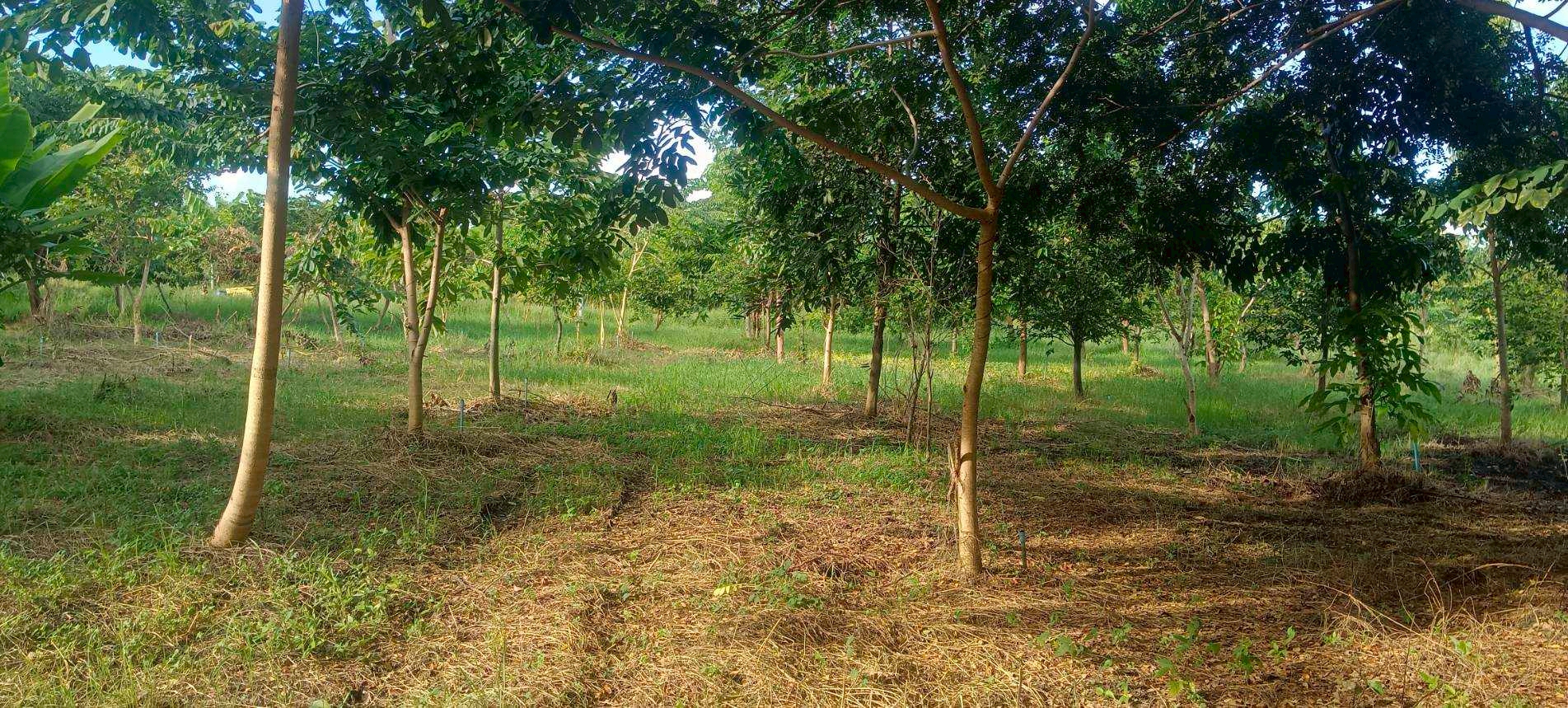 สวนป่าบางคล้าอะโกรโฉมใหม่