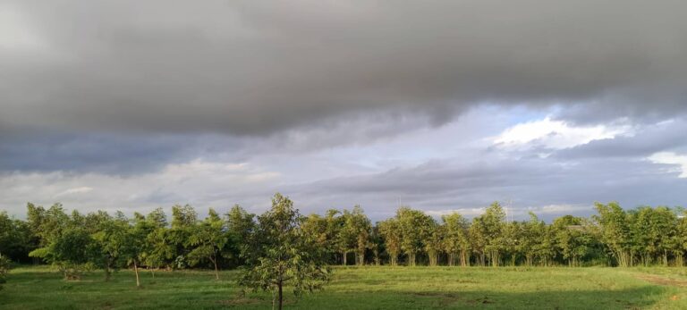 คาร์บอนเครดิตป่าไม้