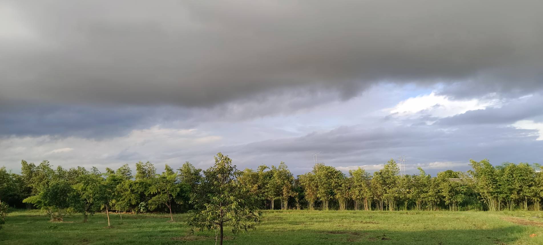 คาร์บอนเครดิตป่าไม้