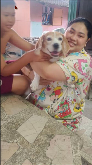 เมื่อหมารักต้องกลายเป็นหมาหลง (ทาง)